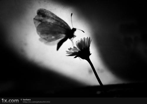 10850623_862238633821414_1568625098_n