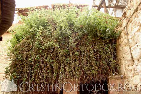 rugul-aprins-icoana-(11)