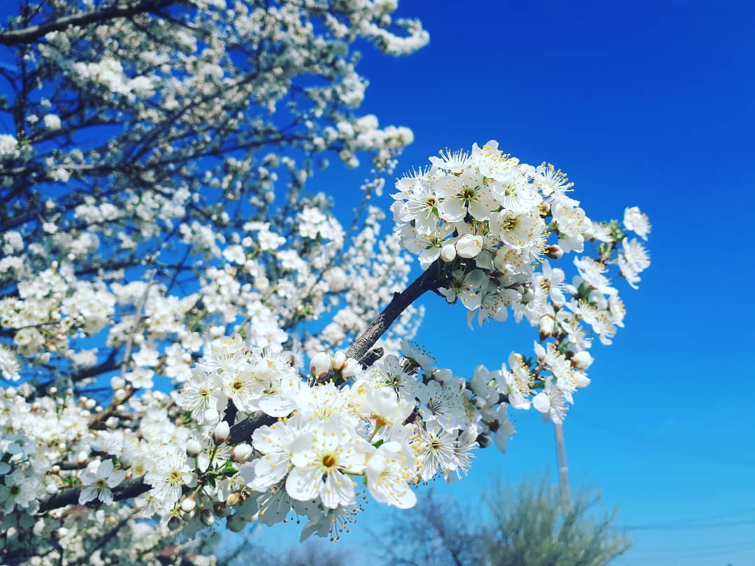 55465047_2238683912818463_6499958842401488896_o